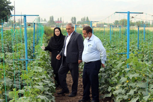 یکی از تکنیکهای سایت ملی بهره وری تولیدات گیاهی اداره ترویج وآموزش کشاورزی شهرستان ویژه مرند، کشت داربستی خیار است