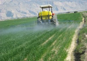 آغاز بارندگی ها در آذربایجان شرقی و لزوم مبارزه با علف‌های هرز