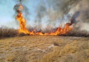 در کمتر از یک ساعت آتش در تالاب قره قشلاق مهار شد