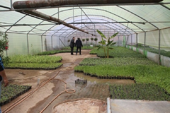 شهردار منطقه ۶ تبریز خبر داد: تولید ۲۵ هزار گل در گلخانه شهرداری منطقه ۶ تبریز