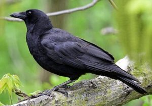 چرا کلاغ ها در تهران زیاد شدند؟