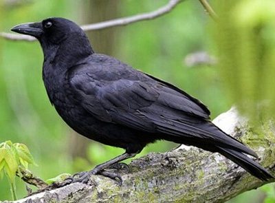 چرا کلاغ ها در تهران زیاد شدند؟