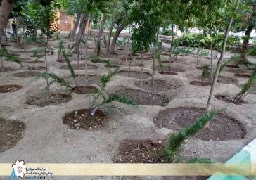 کاشت انبوه درختچه‌های ژونی پروس در باغچه‌های باغ گلستان