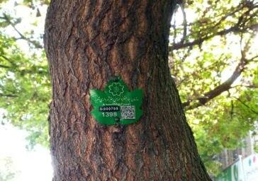 اجرای طرح گسترده پلاک کوبی درختان در منطقه ۸ تبریز