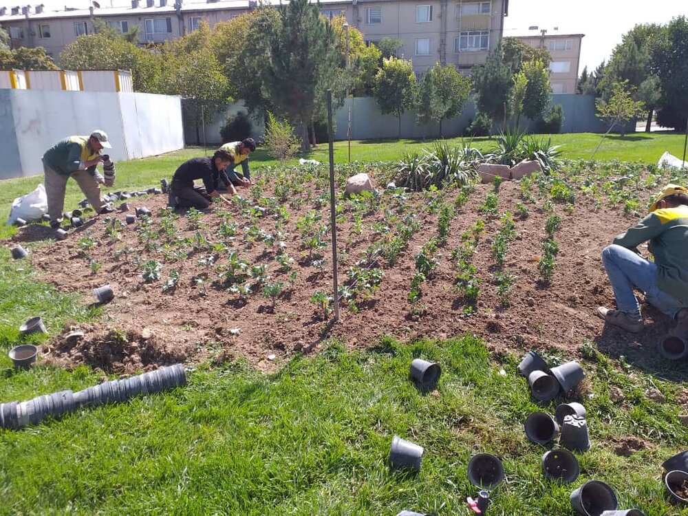 آغاز اجرای عملیات نهال کاری و گلکاری پاییزه در سطح معابر و پارک های شهرداری منطقه ۶تبریز