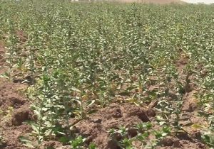 رتبه دوم آذربایجان شرقی در جهش تولید دیمزارهای کشور