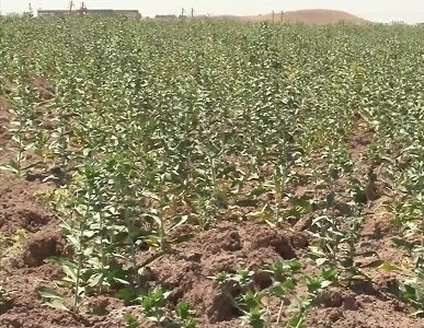 رتبه دوم آذربایجان شرقی در جهش تولید دیمزارهای کشور