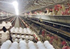 تولید تخم مرغ در آذربایجان شرقی بیش از سرانه کشور