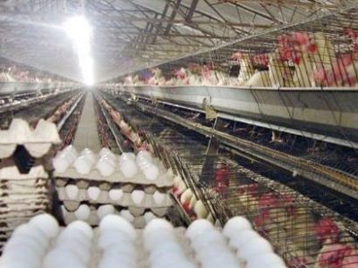 تولید تخم مرغ در آذربایجان شرقی بیش از سرانه کشور