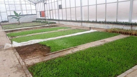 شهردار منطقه ۵ تبریز خبر داد: تولید ۲۵۰هزار گل نشایی در گلخانه های منطقه ۵ تبریز