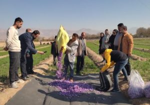 طلای سرخ ایران از دامنه‌های مرند به بار نشست