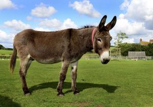 شیر الاغ لیتری ۳۰۰ تا ۴۰۰ هزار تومان