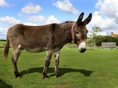 شیر الاغ لیتری ۳۰۰ تا ۴۰۰ هزار تومان