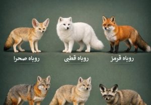 نام انواع روباه ها را می دانستید؟ (+اینفوگرافیک)