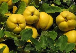 برداشت ۱۰۷۴ تن میوه “به” در  استان آذربایجان شرقی