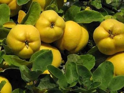 برداشت ۱۰۷۴ تن میوه “به” در  استان آذربایجان شرقی