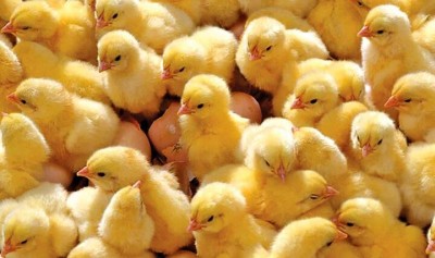 افزایش ۳۹ درصدی جوجه ریزی در آذربایجان شرقی