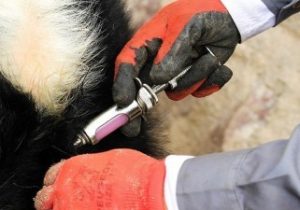 واکسیناسیون بیش از چهار میلیون دام در آذربایجان شرقی