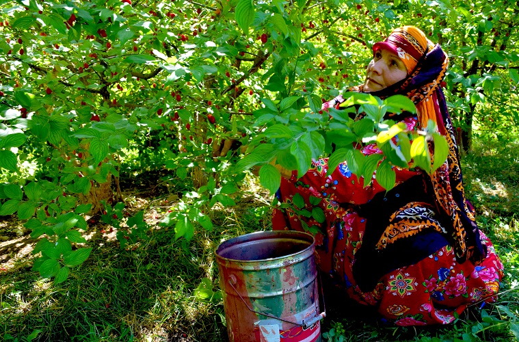 گزارش تصویری از چهارمین جشنواره زغال اخته کلیبر