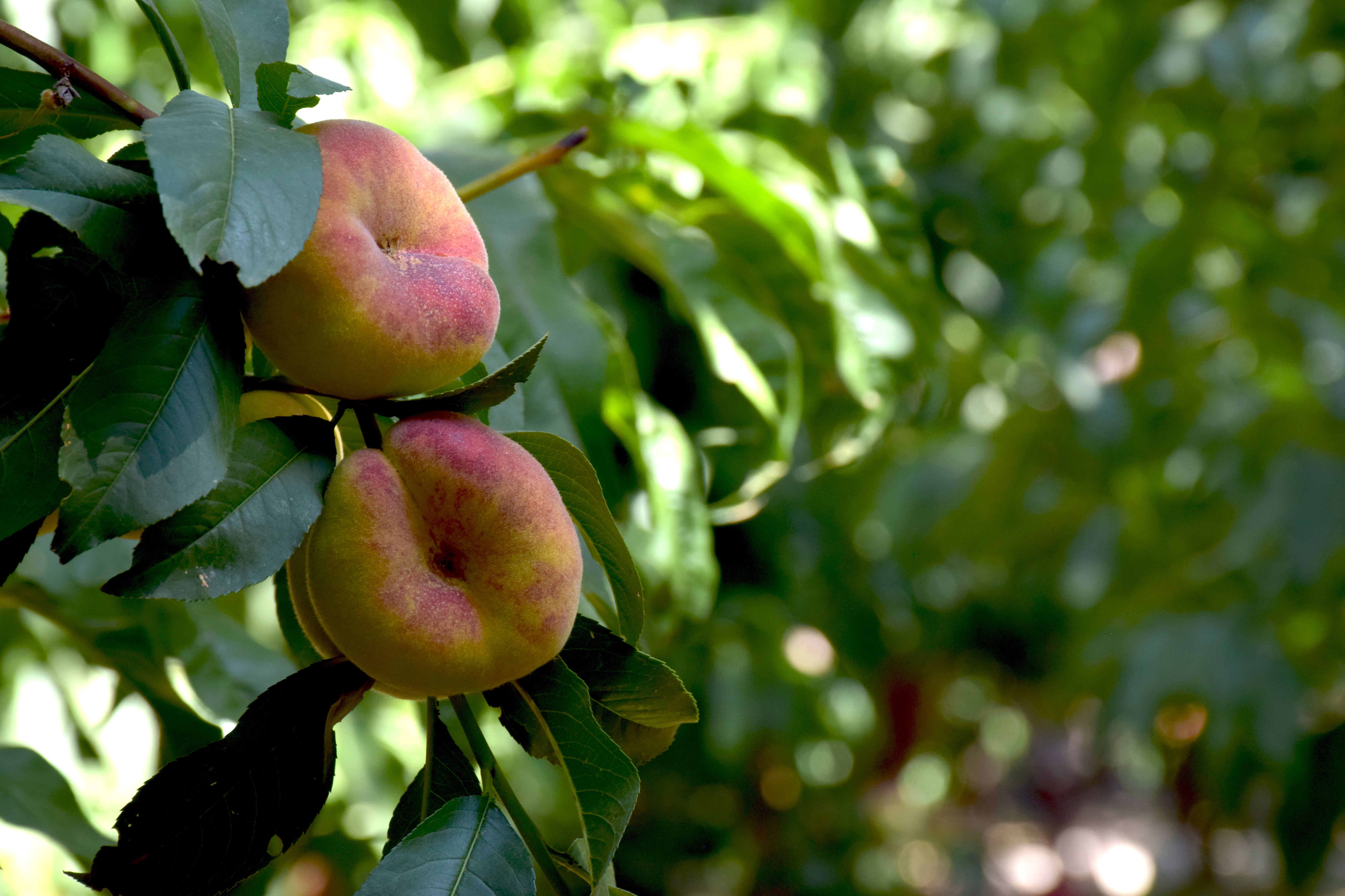 گزارش تصویری از دومین جشنواره هلو در شهر شنداباد شهرستان شبستر