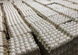 آذربایجان شرقی سومین استان تولیدکننده تخم‌مرغ با تولید ۱۰۱ هزار تن در سال