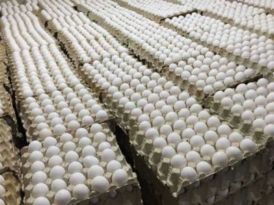 آذربایجان شرقی سومین استان تولیدکننده تخم‌مرغ با تولید ۱۰۱ هزار تن در سال