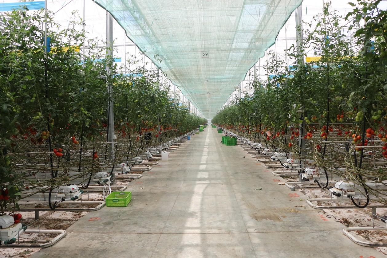 بازدیدمدیران شهرستانی جهادکشاورزی آذربایجانشرقی به همراه خبرنگاران ازمجتمع گلخانه ای تارلا امین منطقه آزادارس