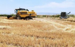 خرید گندم مازاد بر نیاز کشاورزان در هشترود