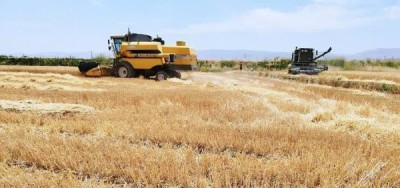 خرید گندم مازاد بر نیاز کشاورزان در هشترود