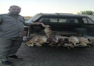 دستگیری شکارچیان غیرمجاز در چاراویماق