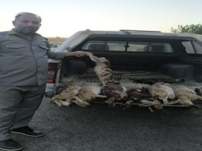 دستگیری شکارچیان غیرمجاز در چاراویماق