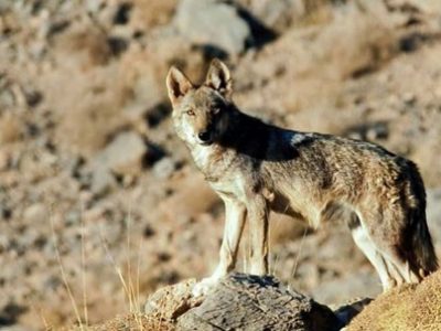 گرگ جان کودک ۸ ساله را در تبریز گرفت