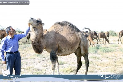 رونق اقتصاد مناطق بیابانی آذربایجان شرقی با پرورش شتر