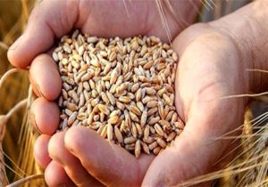 کشف ۲۵ تن گندم قاچاق در مراغه