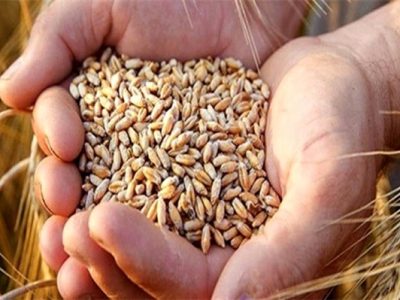 کشف ۲۵ تن گندم قاچاق در مراغه