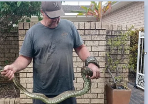 حمله مار پیتون به کودک ۵ ساله استرالیایی و کشیدن او به داخل استخر