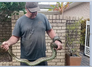 حمله مار پیتون به کودک ۵ ساله استرالیایی و کشیدن او به داخل استخر