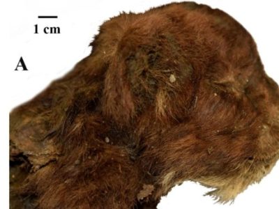 گربۀ دندانشمشیری ۳۵ هزارساله با «سبیلهای سالم» از زیر یخها بیرون آمد