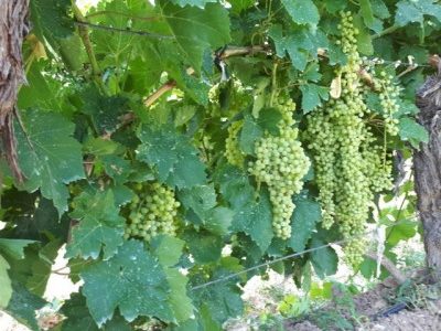 خطر زوال باغات انگور در حاشیه شرقی دریاچه ارومیه