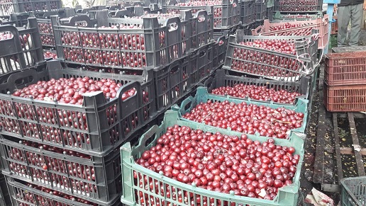 یاقوت سرخ آذربایجان و روسیاهی مسئولان!