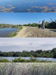 پایش آنفلوآنزای حاد پرندگان در حاشیه رودخانه ارس