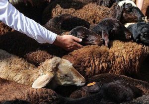 اجرای پویش نذر قربانی در چاراویماق