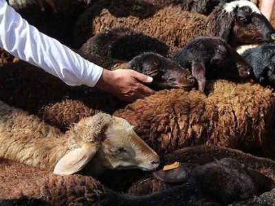 اجرای پویش نذر قربانی در چاراویماق