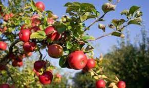 صادرات سیب آذربایجان شرقی به بیش از ۱۰ کشور جهان