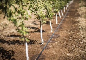 «استفاده از شاخص رضایتمندی نیاز آبی برای ارائه الگوی کمآبیاری» برای نخستین بار در کشور