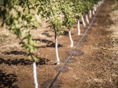 «استفاده از شاخص رضایت‌مندی نیاز آبی برای ارائه الگوی کم‌آبیاری» برای نخستین بار در کشور