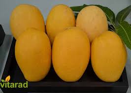 هسته انبه و دانستنی‌هایی درباره آن