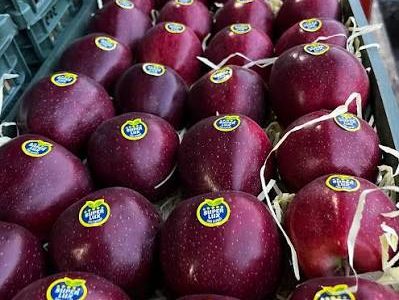 مراغه قطب تولید سیب آذربایجان شرقی