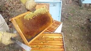 پیش بینی برداشت ۵۰۵ تن عسل از زنبورستان‌های هشترود