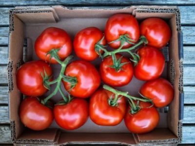 شیوه های نگهداری طولانی مدت از گوجه فرنگی